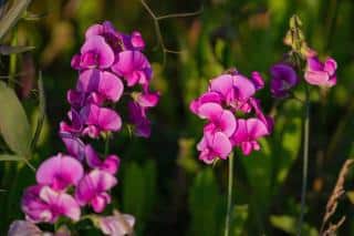 Diseases and pests that affect various sweet pea species