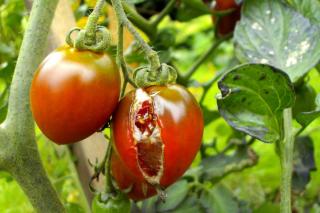 Tomato diseases