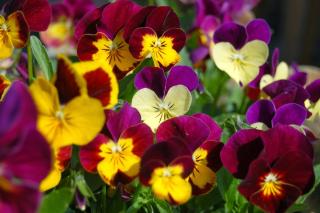 Viola makes flowering ground cover