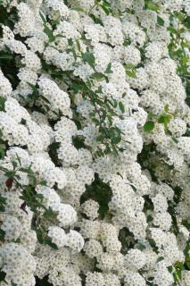 Meadowsweet planted as a blooming hedge