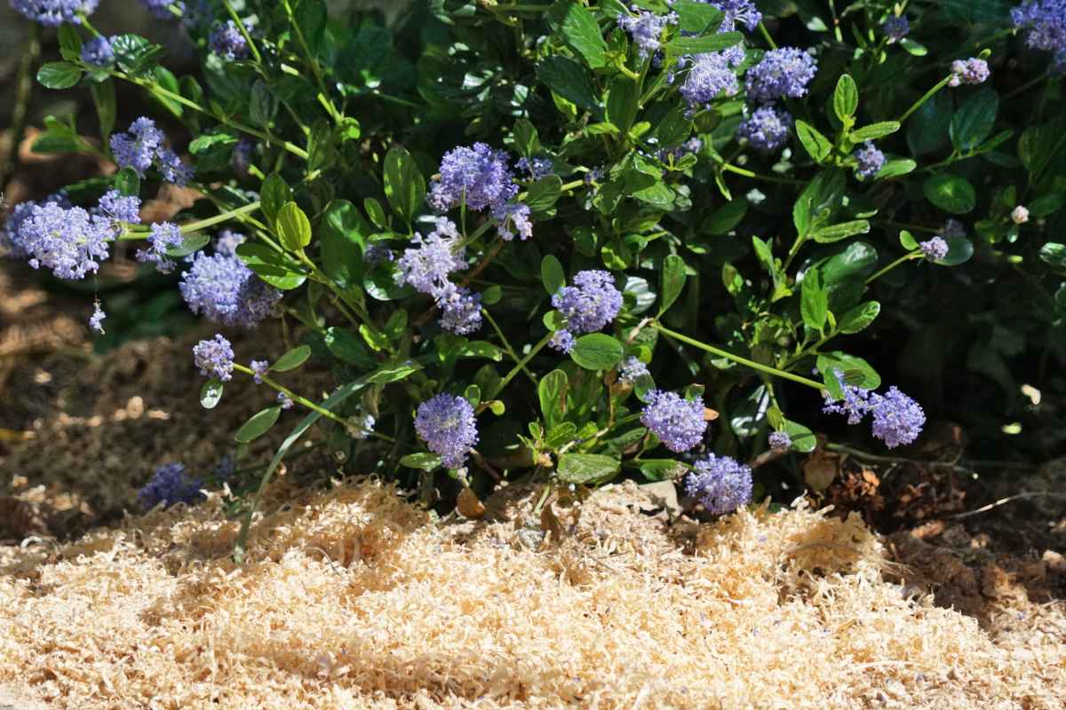 Mulch, a winter protection, under a soapbush shrub