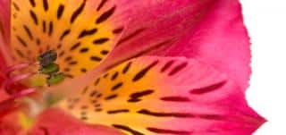 Alstroemeria, pink with yellow inside and black spots, close-up.