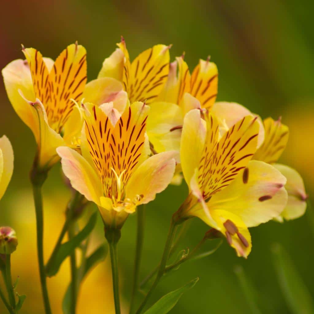 Wonderful yellow red-spotted bunch of alstroemeria flowers