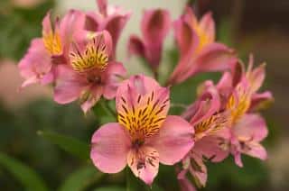 Alstromeria - peruvian lily