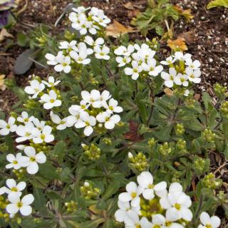 Young arabis flower shrub