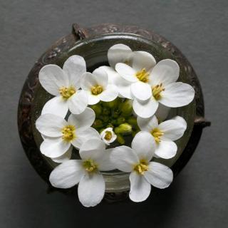 arabis flower
