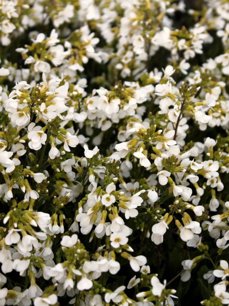 An arabis alpina shrub in full bloom covered in small white flowers.