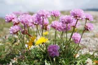 Armeria does well in draining soil