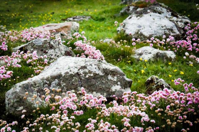 Uses, care and maintenance for armeria
