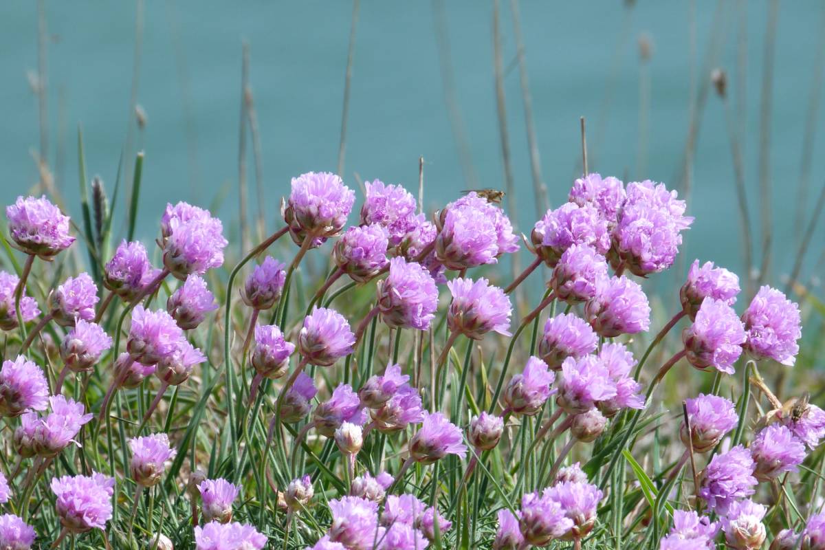 Armeria near the sea