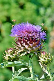 Artichoke flowers