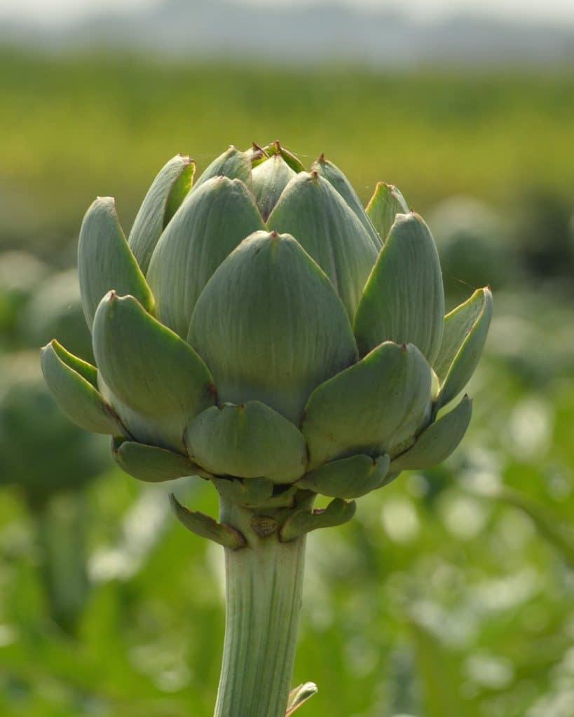 Artichoke head raised up against a hazy background.