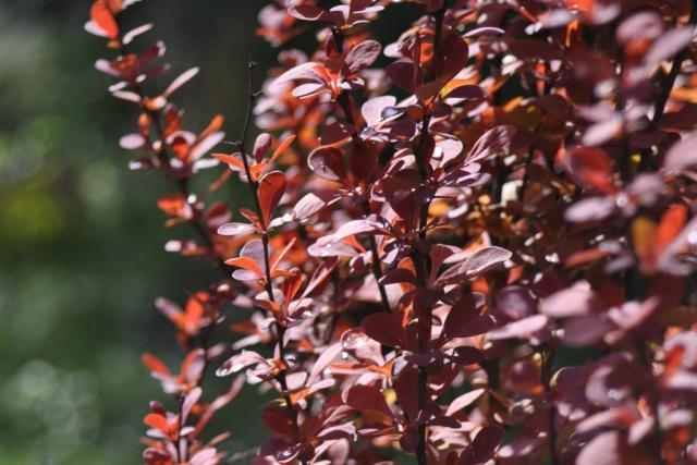 Berberis hedge