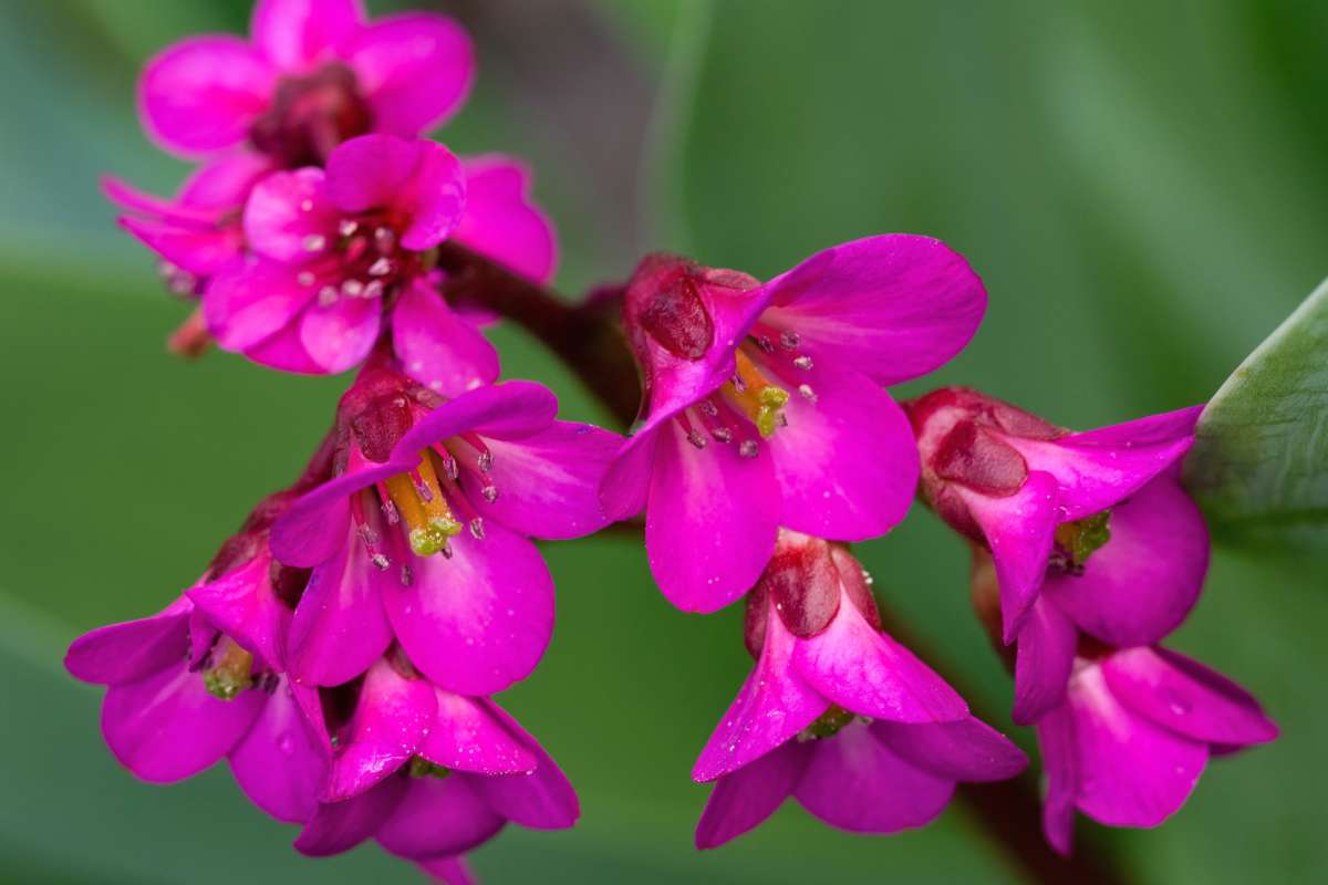 Bergenia flowers, deep pink color