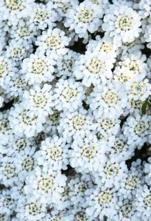 Candytuft spreading ground cover, white.