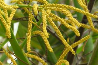 Chrysalidocarpus lutescens blooming in the wild