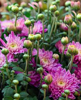 Pink Chrysanthemum flowers and buds