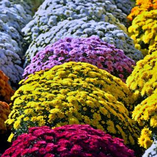 Caring for Chrysanthemum