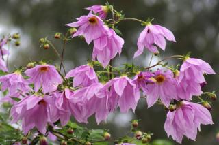 Dahlia imperialis towers tall above, blooming