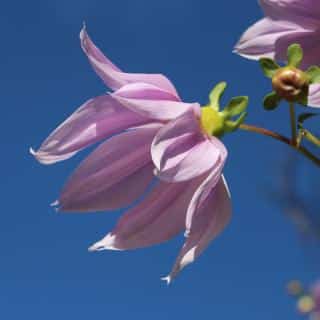 Single flower of the tree dahlia