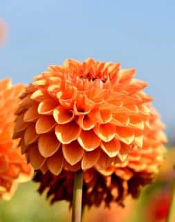 Dahlia red label