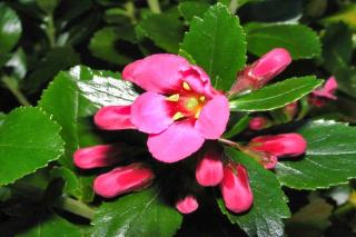 Lovely pink escallonia