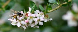 White escallonia with a pollinator