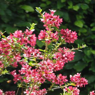 Shrubby escallonia bearing lots of flowers