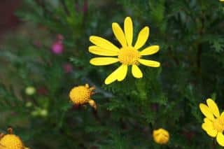 Euryops, or savanna daisy, is a yellow-flowered short shrub