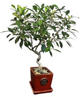 Ficus retusa bonsai in a red enamel clay pot.