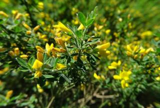 French broom shrub branches and flowers