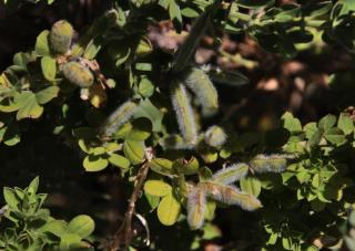 Seeds ripen in a seed pod