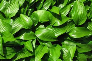 Funkia leaves