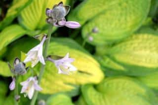 Funkia flower and leaves