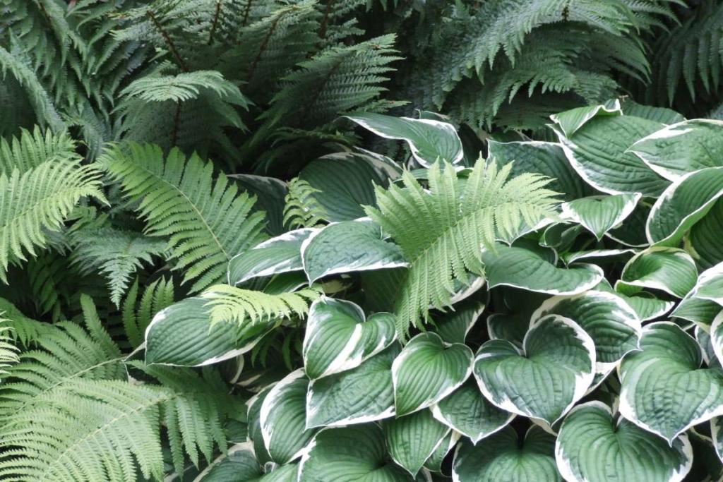 funkia-planting-and-caring-for-this-leafy-shade-plant