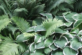 Funkia landscaping with ferns together