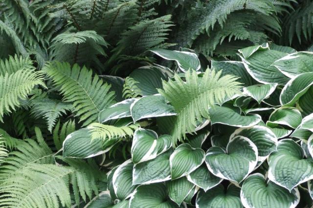 Funkia landscaping with ferns together