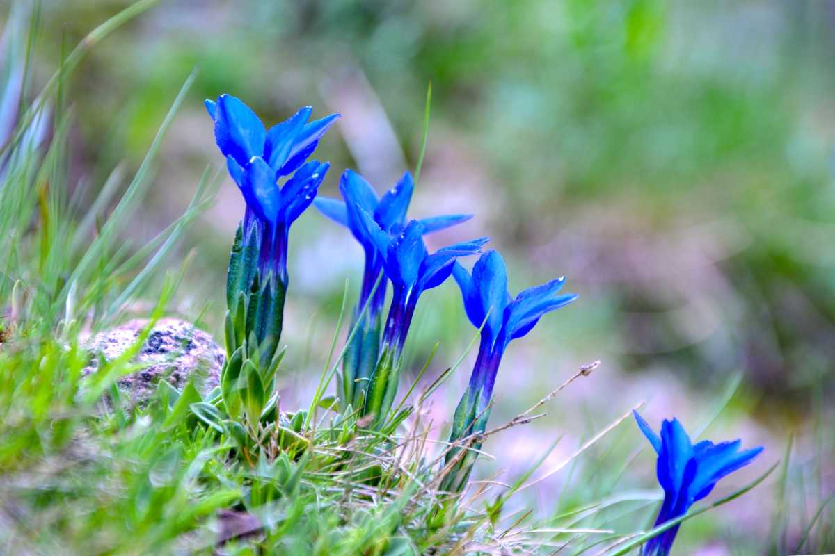 A handful of gentiana growing on a mountain