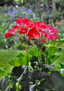 Red geranium in a garden