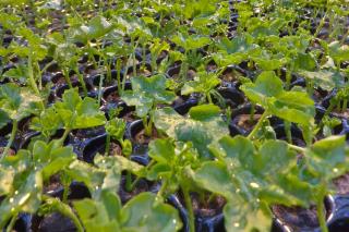 Tray full of geranium cuttings