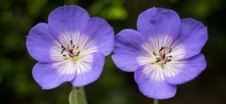 Two single Geranium Rozanne flowers with clear white center, purple petals and violet petal veins.