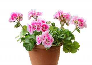 Potted geranium indoors for winter