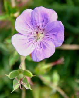 Single, pale violet geranium rozanne flower.
