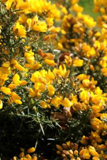Gorse flower in full bloom filling up the whole screen.