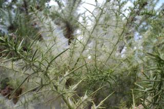Gorse in winter