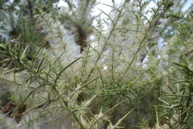 Gorse in winter