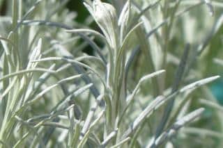 Silvery leaves form magnificent helichrysum foliage
