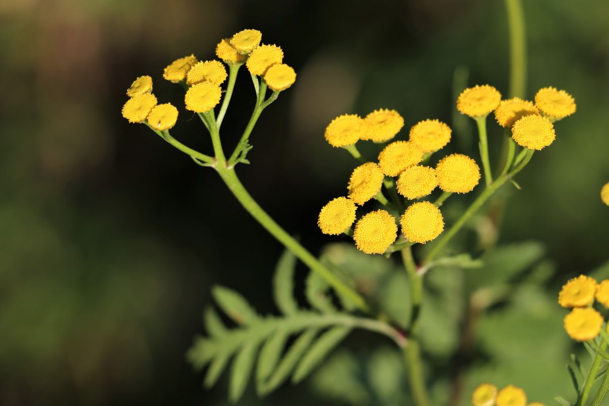 Helichrysum growing guide