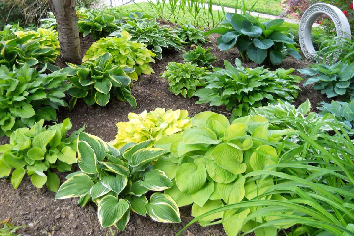 Different varieties of hosta planted in a growing bed