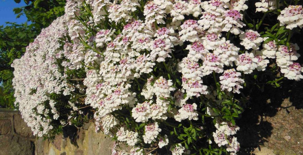 Cascading candytuft iberis with pink hues